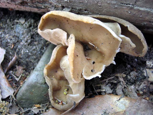 Helvella acetabulum