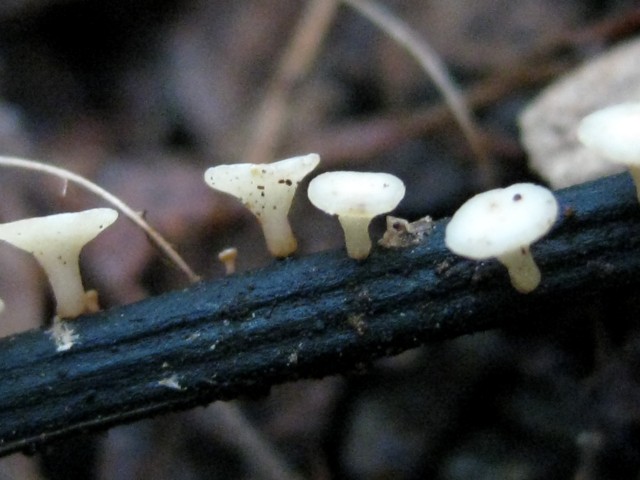 Hymenoscyphus fraxineus