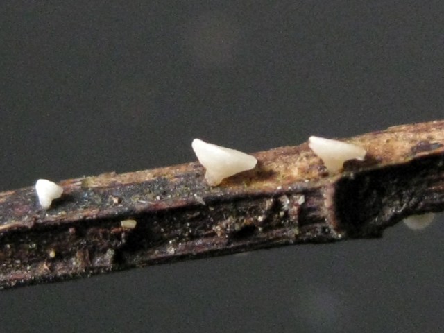 Hymenoscyphus sp. no.21