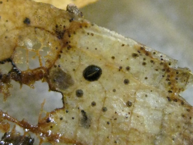 Hypoderma sp. no.14