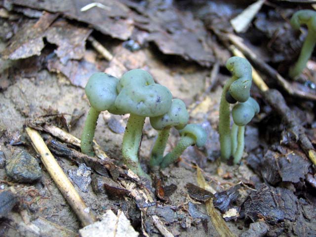 Leotia chlorocephala