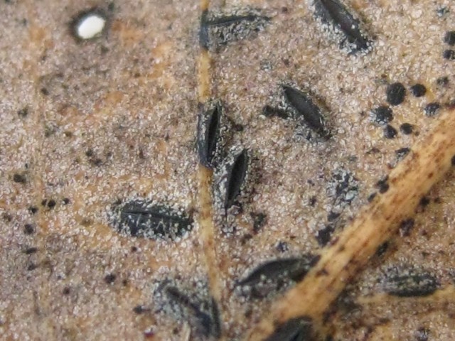 Lophodermium sp. no.13