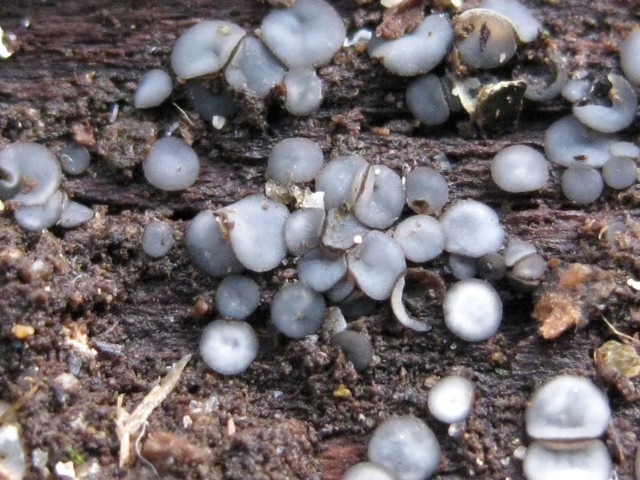 Mollisia cinerea