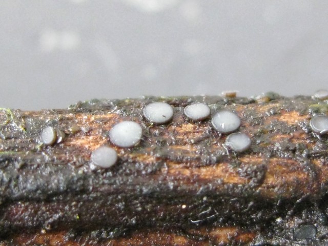 Mollisia sp. no.12