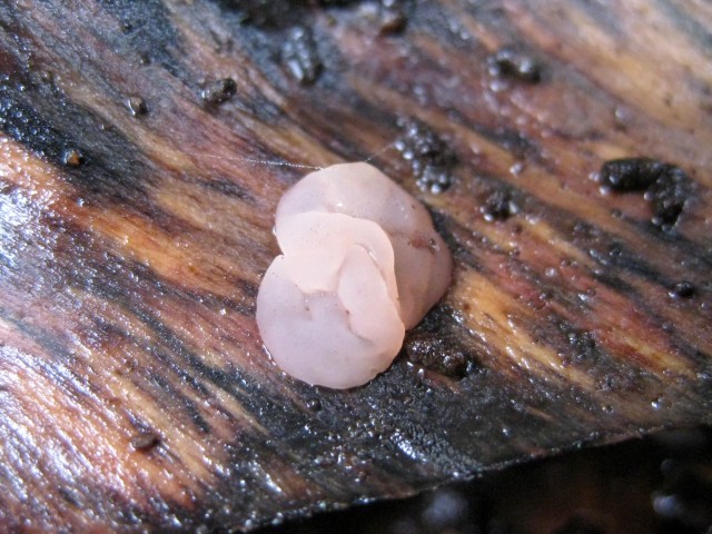 Neobulgaria sp. no.4