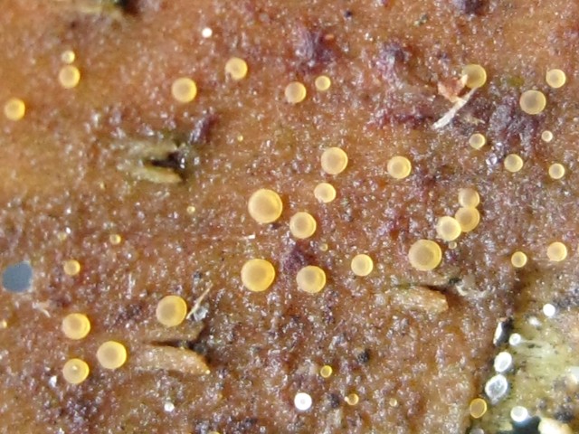 Orbilia sp. no.18