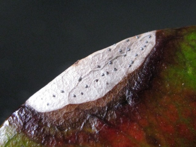 Pestalotiopsis sp. no.1