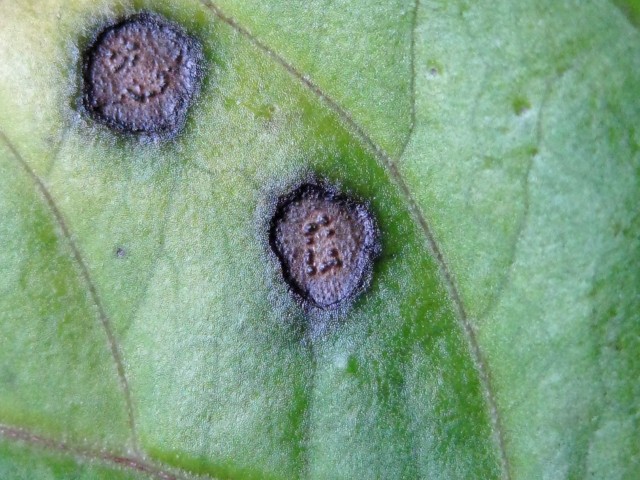 Phoma sp. no.1