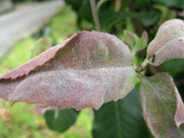 Podosphaera leucotricha