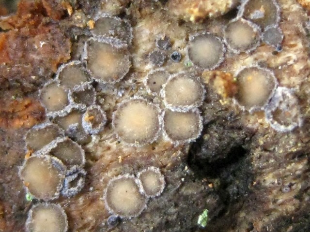 Proliferodiscus tricolor