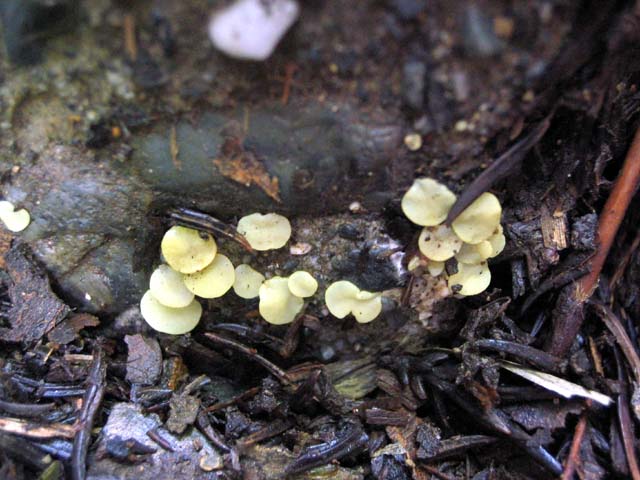 Pseudoboubovia sp. no.1