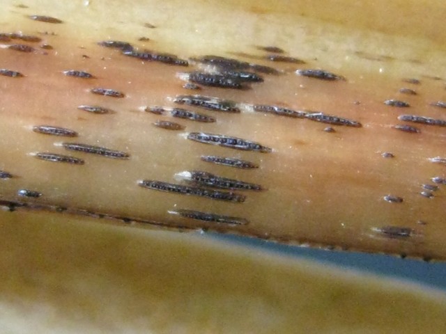 Scirrhia sp. no.1