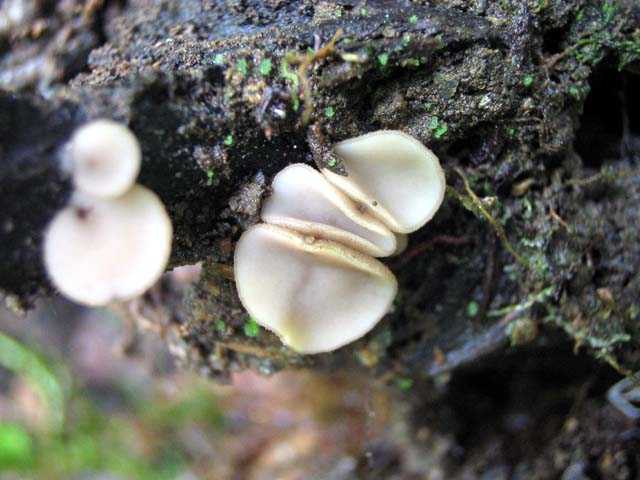 Tatraea macrospora