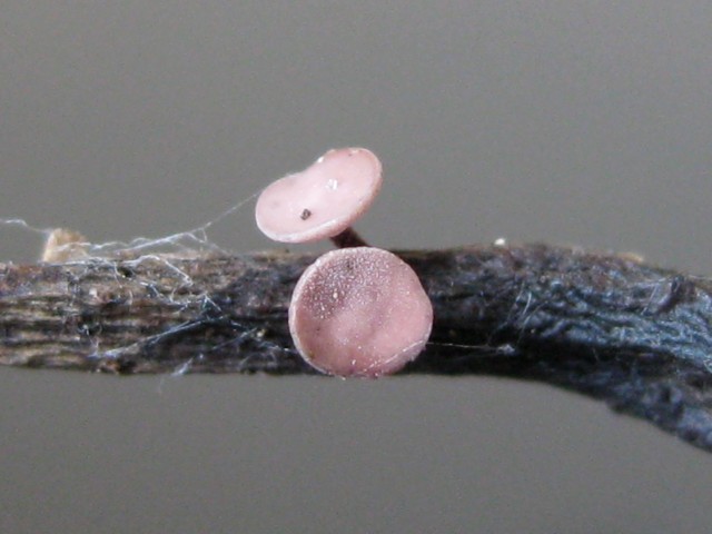 ? sp. no.58