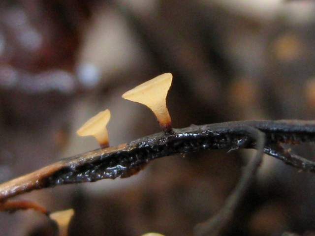 Unknown sp. no.59